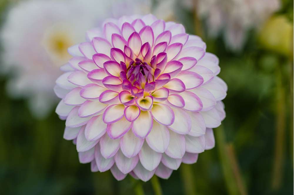 Dahlia 'Arbatax'